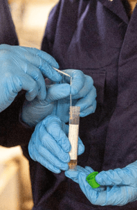 Veterinary professional handling a swab sample for swine influenza diagnostic testing.