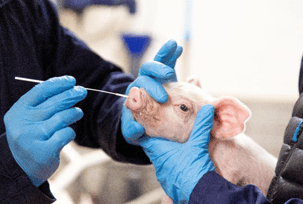 Veterinary professional collecting a nasal swab from a piglet for swine influenza testing.