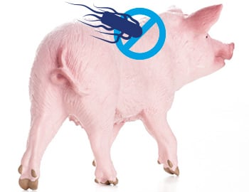 DC_cerdo
