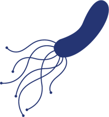 DC_salmonella