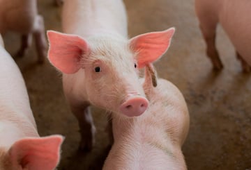 Les salmonelles sont présentes dans 56% des élevages français