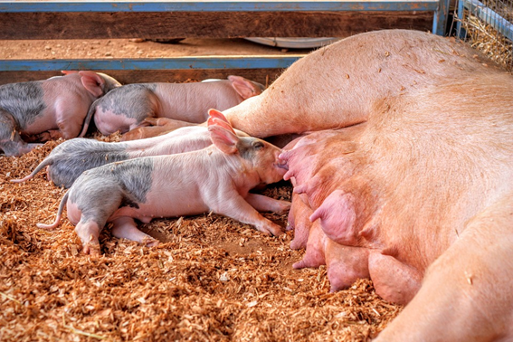 Cross fostering Piglets