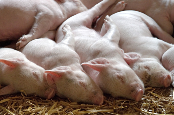 Standardised litters reduce competition between littermates and allow smaller piglets access to a functional teat.