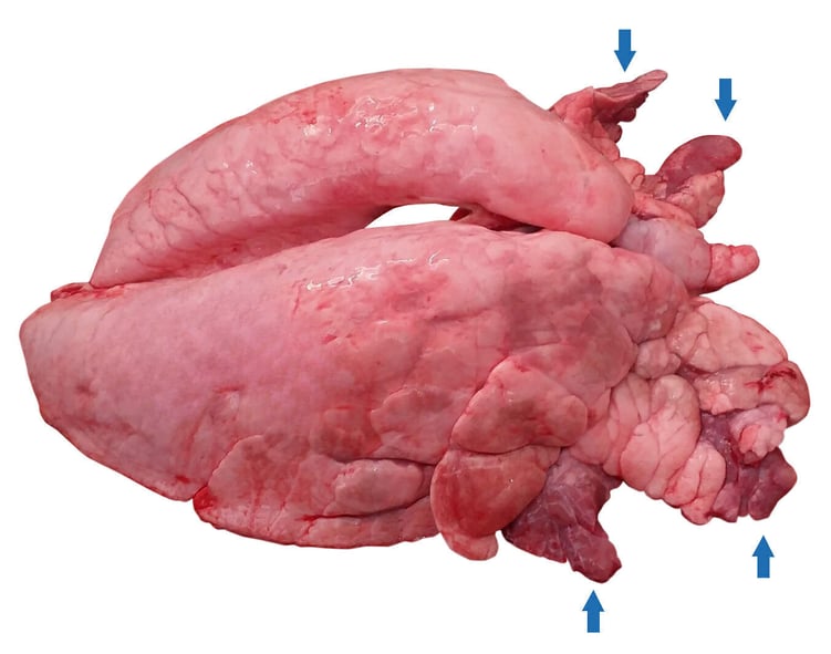 figure-1-cranioventral-pulmonary-consolidation-cvpc-in-pig_279215_Object Removal