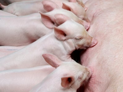 Truie en maternité avec ses porcelets
