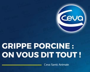 Webinaire sur la grippe porcine et ses conséquences en élevage