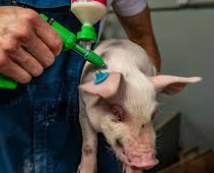 Injection sur porcelet