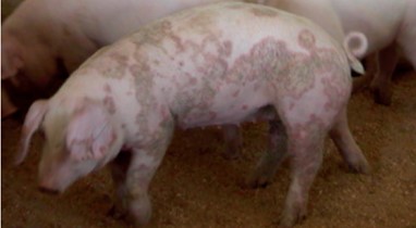 Porc atteint de dermatite nephrite.