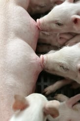 Chez le porcelet, le microbiote est hérité pour moitié des parents