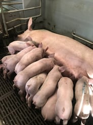 Porcelets tétant leur mère