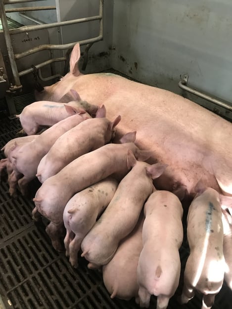 Porcelet têtant leurs mères_2