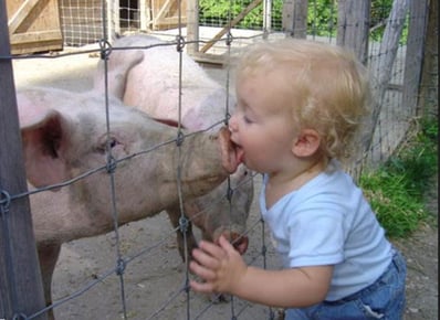 enfant-léchant-porc