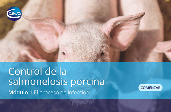 salmonelosis porcina