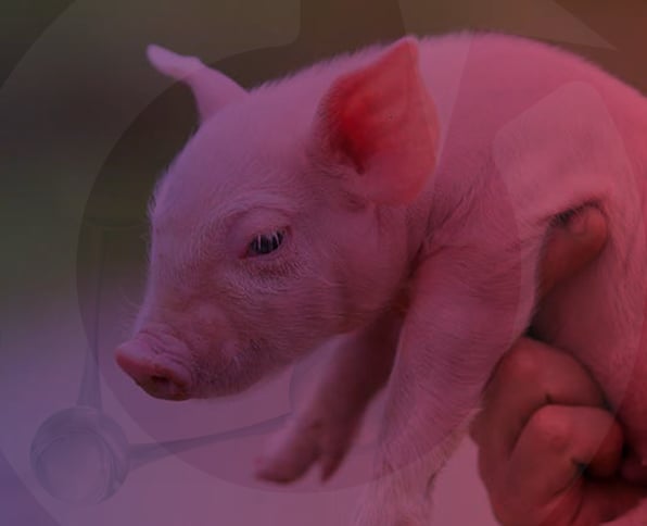 forceris-tratamiento-coccidiosis-anemia