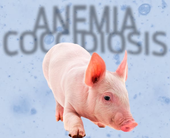 coccidiosis en lechones