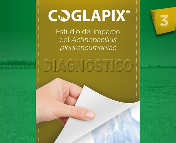 Estudio del impacto del Actinobacillus pleuroneumoniae