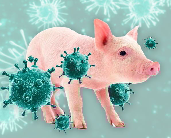 virus de la influenza porcina