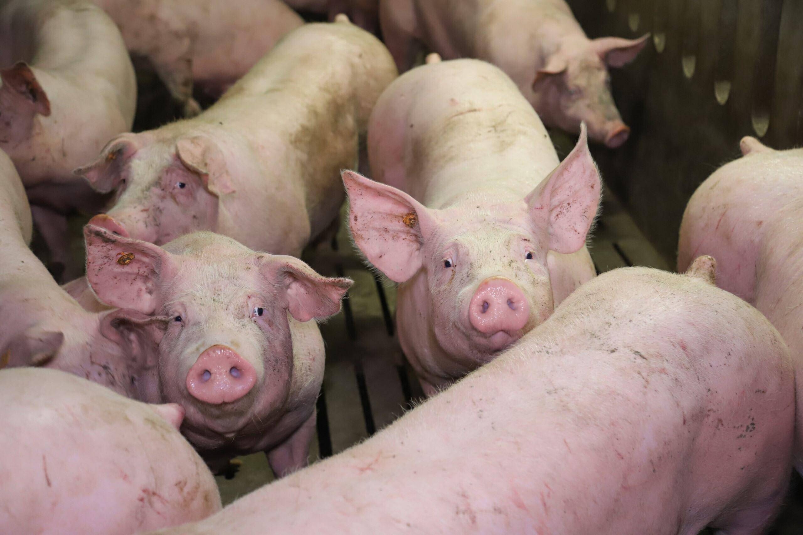 varkens-met-mycoplasma-letsels-aan-de-slachtlijn-hebben-2-5-kg-lager-karkasgewicht-dan-gezonde-leeftijdsgenoten