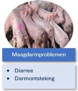 2025_Maagdarmproblemen