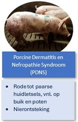 2025_PDNS
