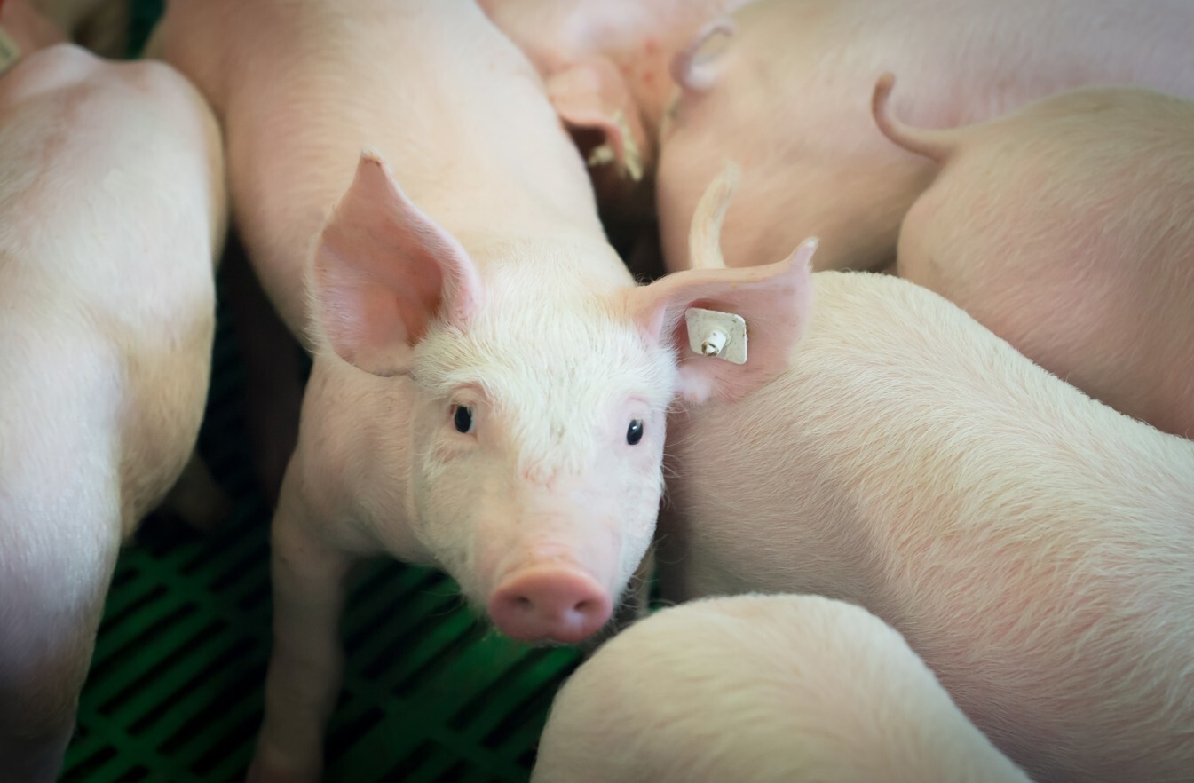 2026_Artikel21_SubklinischeCirco_Hoofdafbeelding_Resized