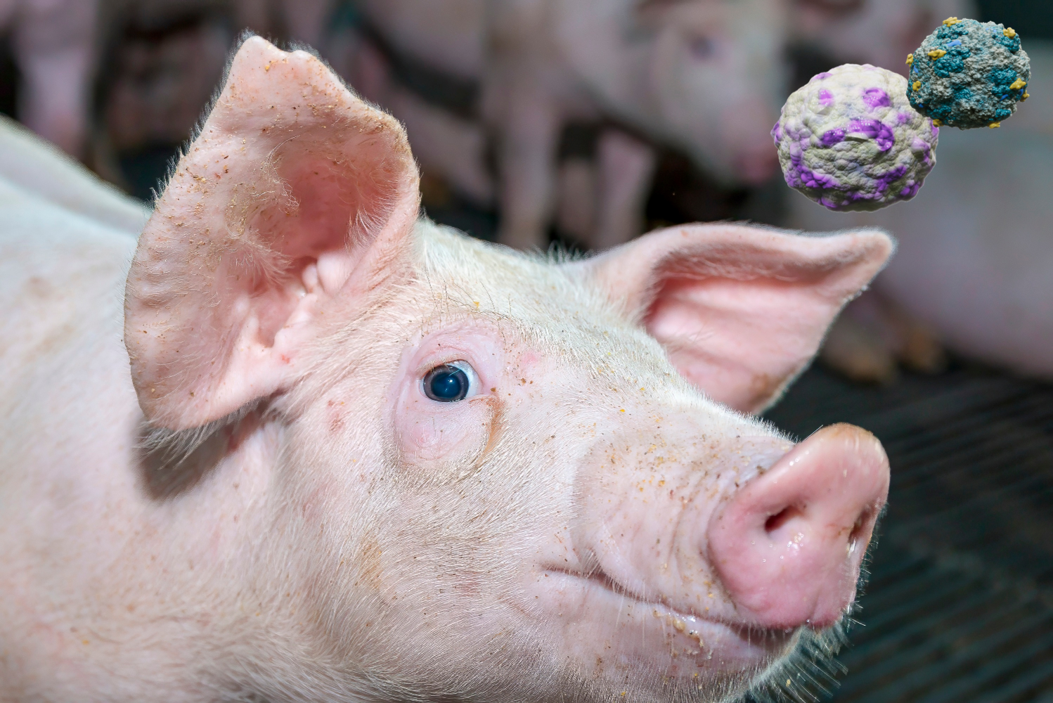 Circovirus en Mycoplasma aanpak