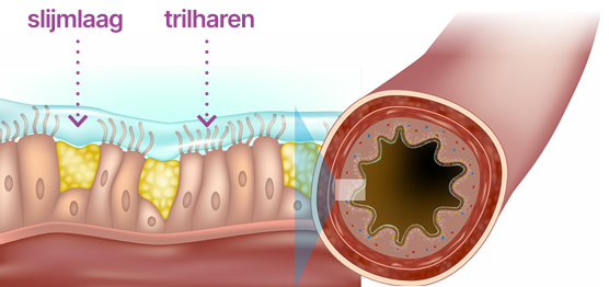 Artikel18_FigMhyoAantastingLuchtwegen