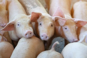 Biggen in een varkensstal, een risicogroep voor de verspreiding van varkensinfluenza binnen de varkensstapel.