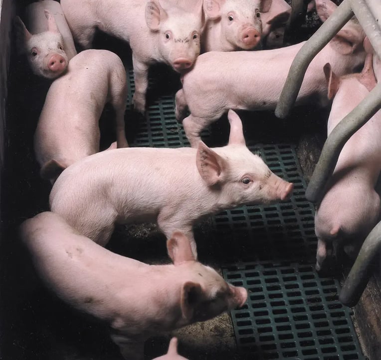 Swine_Piglet_007_retocoada