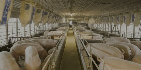 Puntos básicos de la bioseguridad en las granjas porcinas