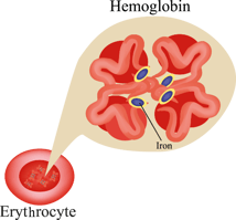 anaemia image 1