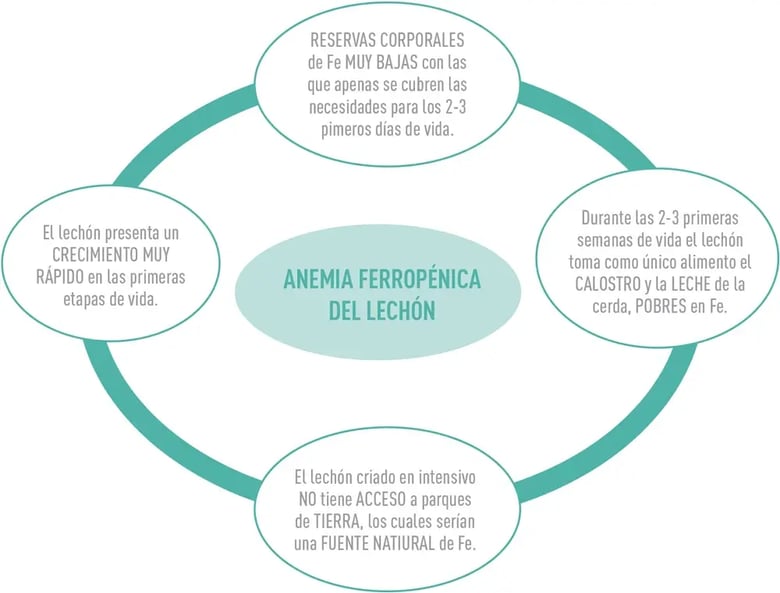 anemia-ferropenica-01