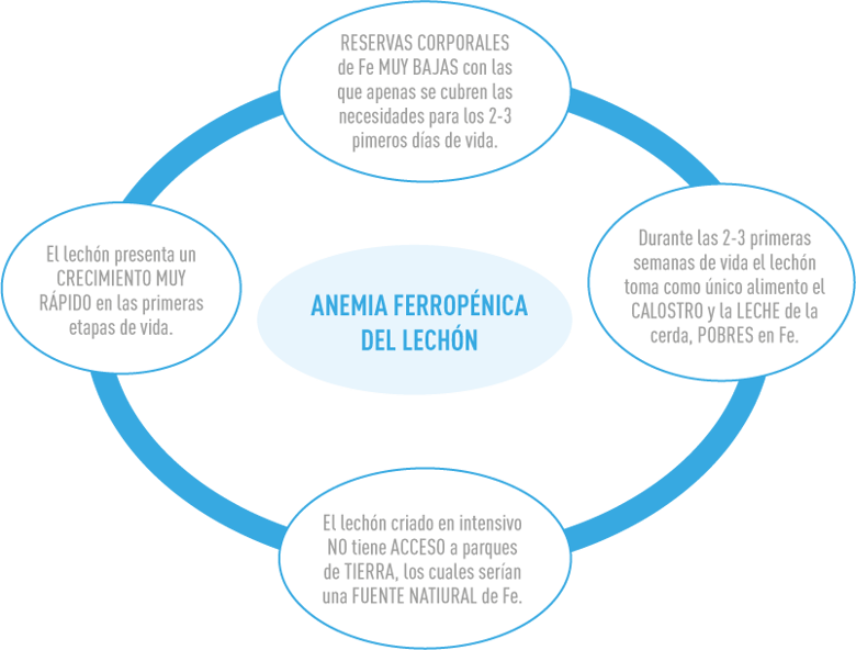 anemia-fig1