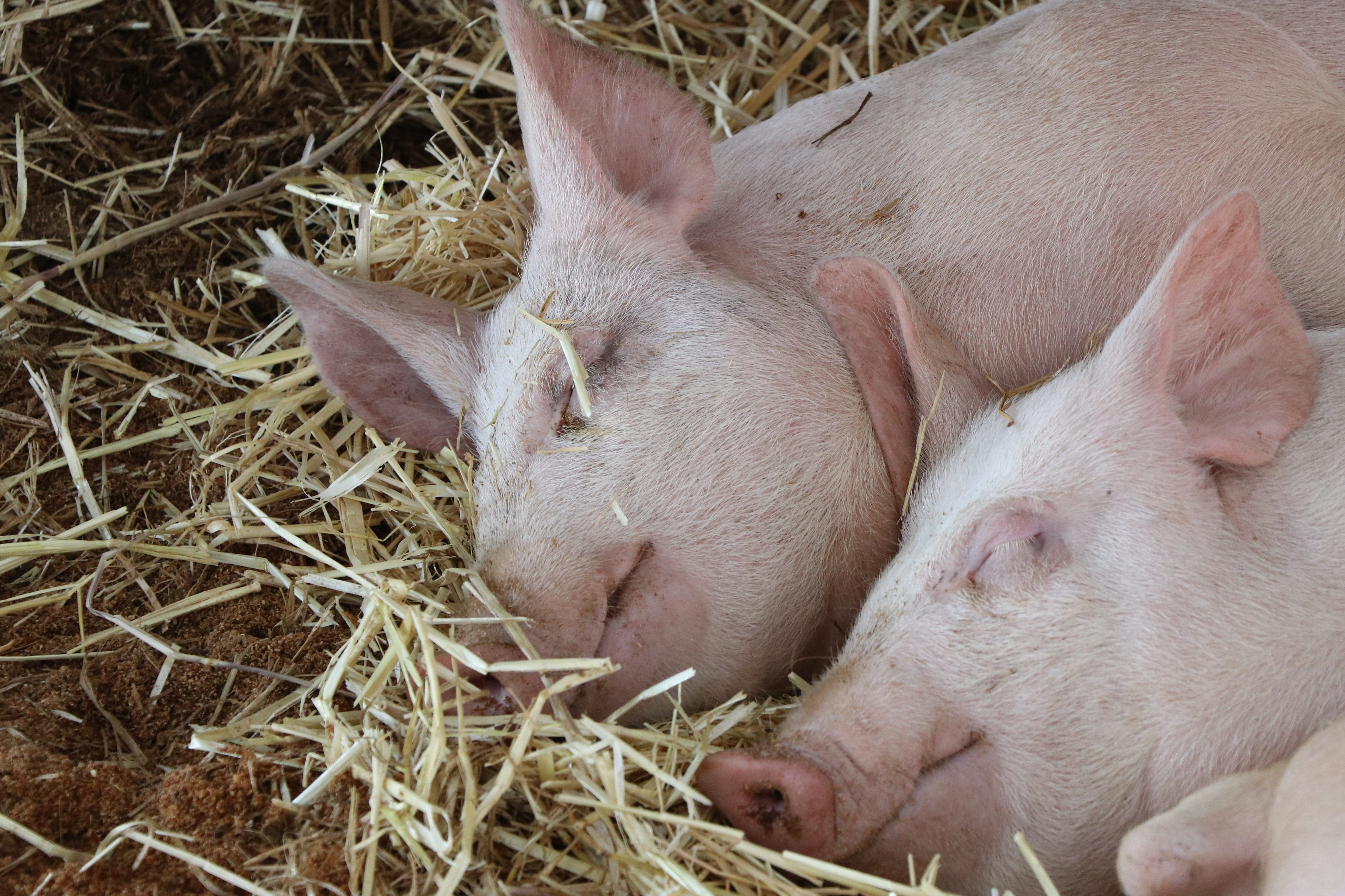 Neonatal piglets in a farrowing pen, relevant to anti scour for piglets prevention strategies