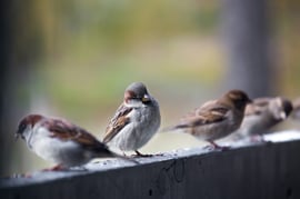aves control de plagas en granjas