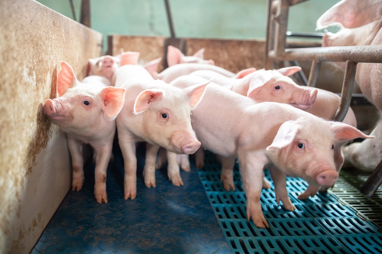 Newborn piglets in a farrowing pen on a commercial pig farm