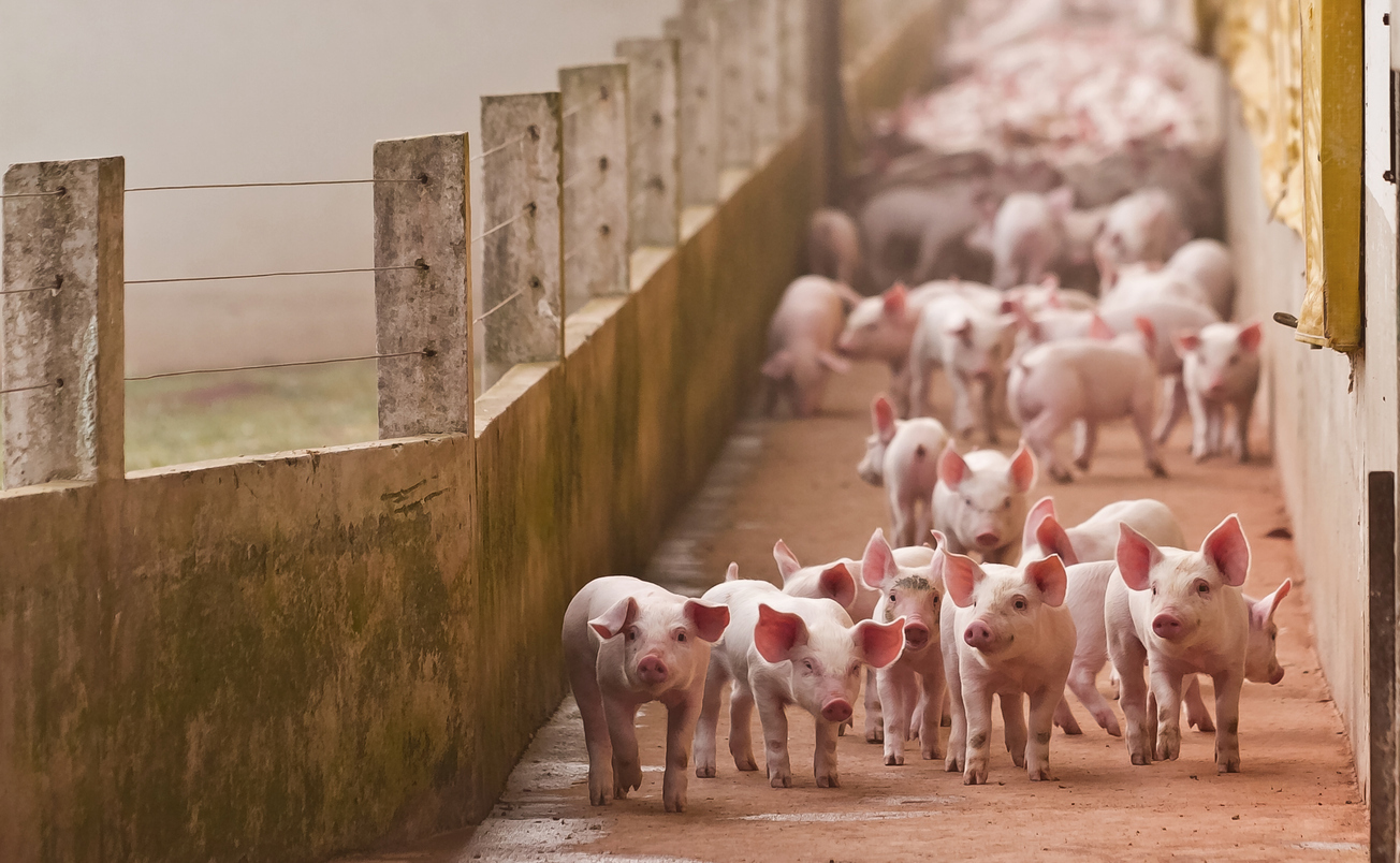 Healthy weaned piglets in a commercial pen, reflecting the growth benefits of preventing iron deficiency in pigs