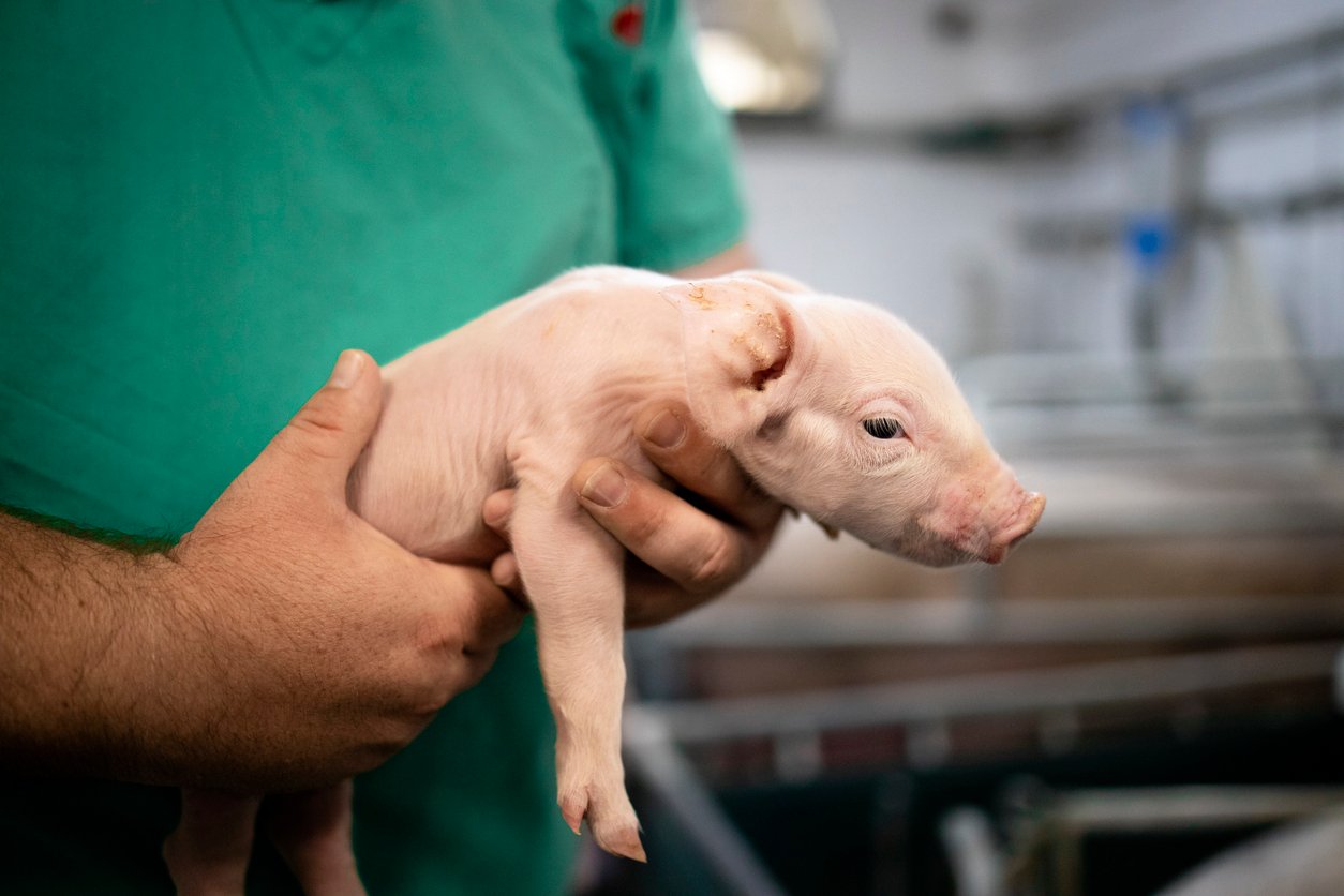 Veterinarian examining newborn piglets on pig farm