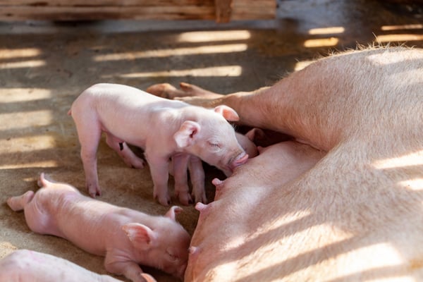 Newborn piglets suckling colostrum from their dam during the first hours of life before cross fostering.