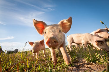 Piglets standing in a grassy field under bright sunlight, illustrating environmental conditions relevant to heat stress in swine.