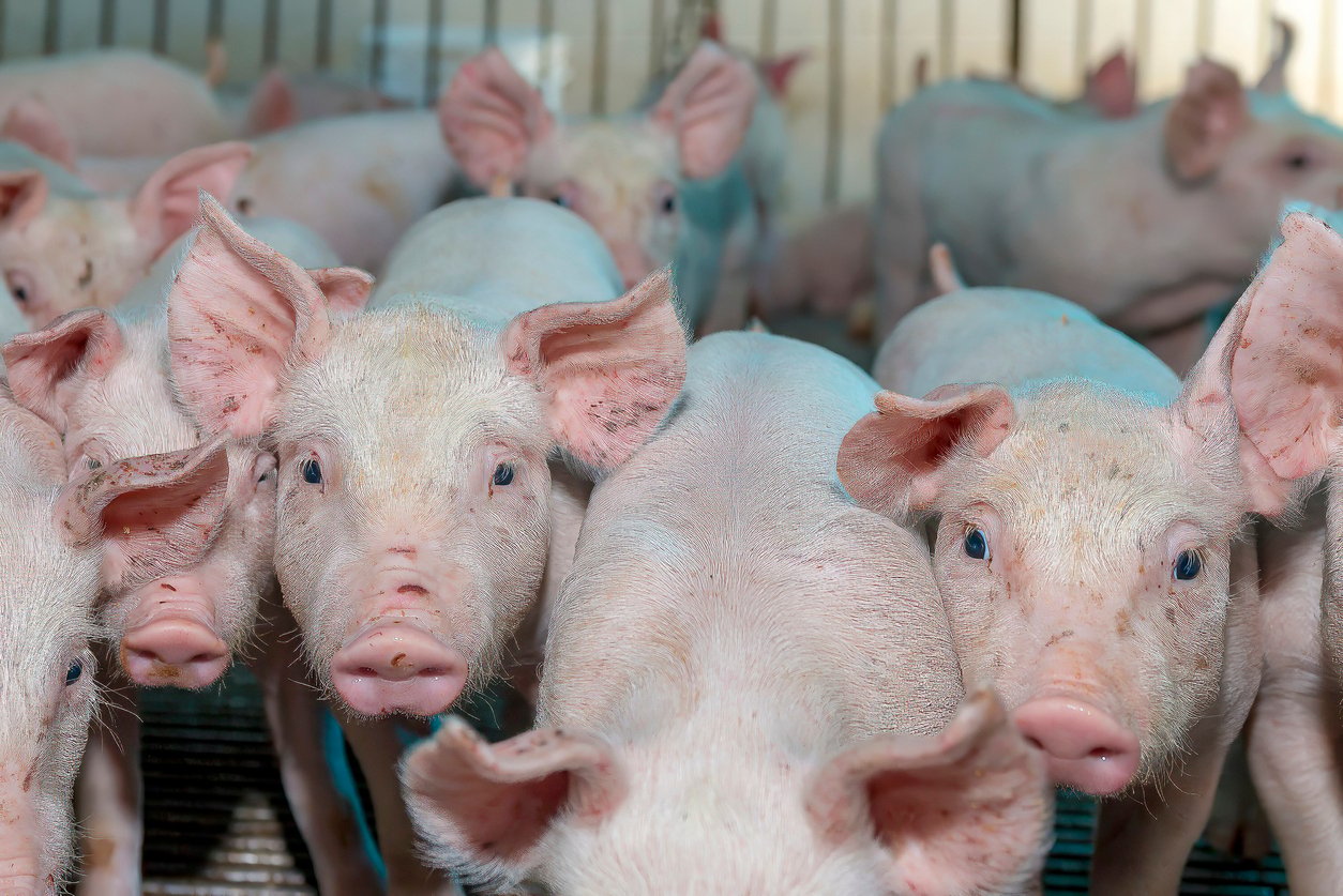 pork exports by country