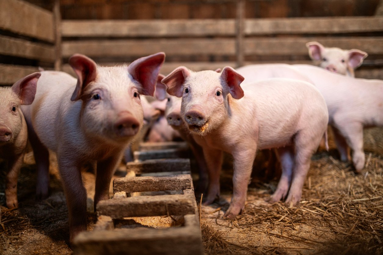 Healthy pink piglets in a clean farrowing pen on a Dutch pig farm
