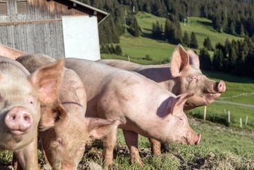 Pigs raised outdoors on a farm, illustrating farming conditions relevant to swine influenza.