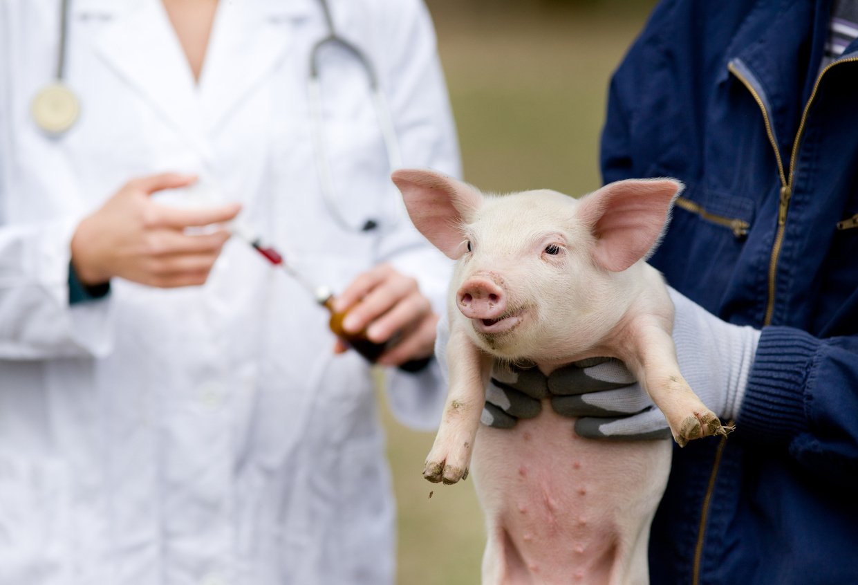 Veterinarian collecting a blood sample from a pig for Mycoplasma hyopneumoniae laboratory testing