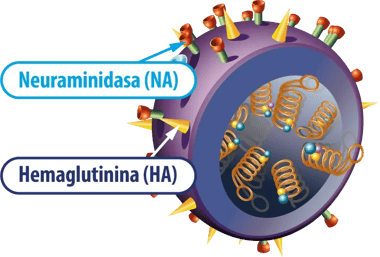 influenza_1