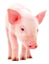 lechon-coccidiosis