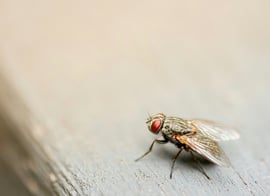 insectos control de plagas en granjas