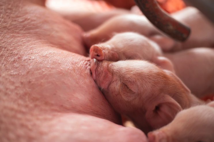 newborn piglets