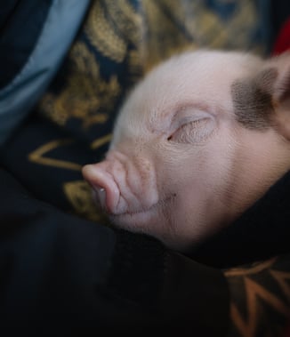 Newborn piglets resting under a heat lamp, whose welfare drives piglet castration alternatives