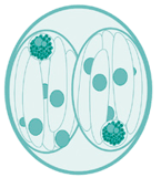 porci_sapiens_cystoisospora